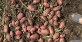 Preis: verhandelbar je nach gewünschter Menge. Lokaler Produzent aus