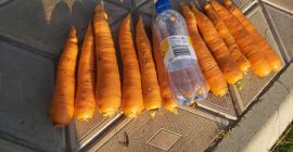 Price: negotiable depending on the desired quantity. Local producer