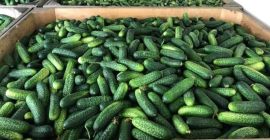 Ankauf von Feldgurken. Wir werden eine Zusammenarbeit mit Produzenten
