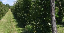 Sono un piccolo produttore di Olanu, Valcea, Romania e