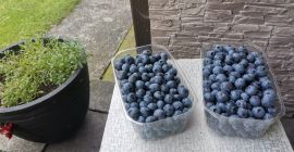 Hello, I have blueberry for sale. Collected under the