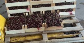 Cireș de fructe 7142 Illmitz - ideal pentru distilarea