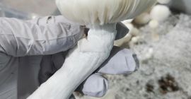 I sell top quality mushroom both dry and fresh