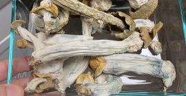 I sell top quality mushroom both dry and fresh