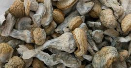 Vendo funghi di prima qualità sia secchi che freschi