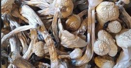 Vendo funghi di prima qualità sia secchi che freschi