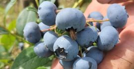 Hello, I am selling organic blueberry sweet big fruit.