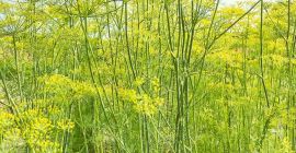 I will sell large quantities of dill for pickling