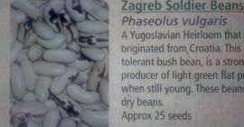 BROAD BEANS -: Aquadulce; Cole Prolific; Peruvian; Robin Hood