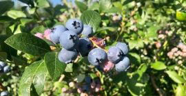 Hello, I have blueberry for sale. Hand-picked every day,