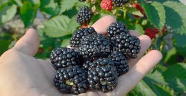 Comprerò qualsiasi quantità di MIRTILLO POL-OWOC PODZAMCZE 53 24-300