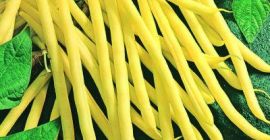 Hello, we have organic Green Beans for sale from