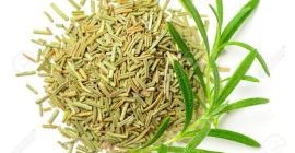 Ugaherbs Rosmarinkräuter (immergrün) hier in Uganda Sembabule District, Kikoma