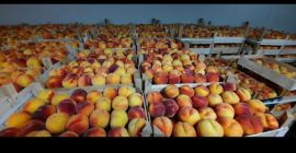 PESCHE • Imballaggio in cartone da 7 kg •