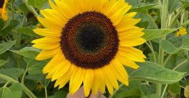 I will sell a cut sunflower flower, preferably more.