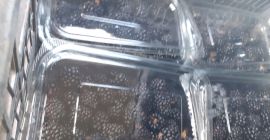 Blackberry thonfree bio direttamente dal produttore