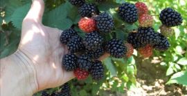 More dalla loro stessa cultura.