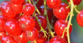 Продаћу сорту црвене рибизле Рондом, око 50 тона.Ако сте