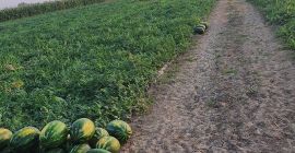 Продавам мирсини и каристан на едро повече подробности на