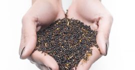 Szanowni Państwo! Obecnie w ofercie mamy 110 ton rzepaku