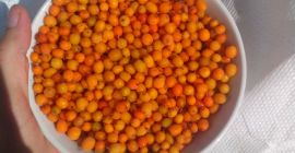 Vând catina din flora spontana,oferim cantități mari.