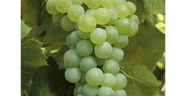 I sell grapes for wine. The following varieties are