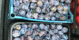 The country of origin of the prunes Romania, Giurgiu