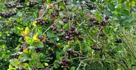 Was diesen Moment angeht, Aronia Piękności ... Manuelle Ernte