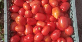 Продаћу парадајз лима и округли пољски