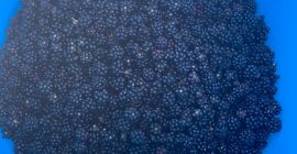 Organic blackberries