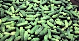 I will sell very nice field cucumbers, octopus varieties