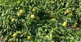 Производител на зеленчуци Valea Ciorii, Ialomita. По това време