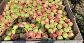 Piros apple for sale. Nice, colored, no hail. About