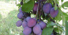 Produzione susine da tavola 2021, prezzo trattabile
