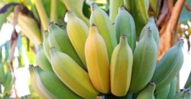 Banán eladó. Származási ország: Costa Rica. A gyümölcsöt egyenként