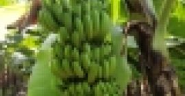 ШТА СЕ САМО АПЛИЦИРА +237650251254 Извозимо ЦОМПАНИ ЛИМИТЕД, једног