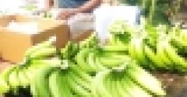 ШТА СЕ САМО АПЛИЦИРА +237650251254 Извозимо ЦОМПАНИ ЛИМИТЕД, једног