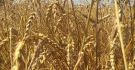 We offer for sale wheat, soybeans, rice, lentils, corn,