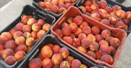 Offriamo pesche di qualità B, C, A, AA, AAA