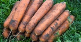 Preis: verhandelbar je nach gewünschter Menge. Lokaler Produzent aus