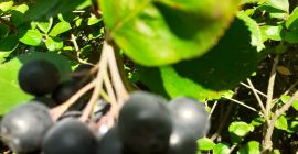 Aronia (handgepflückt) aus biologischem Anbau - zu verkaufen Hallo,
