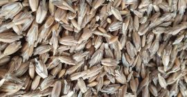 Спельта с экологическим сертификатом Agro Bio Test. Урожай 2021.