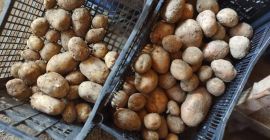 Hallo, ich verkaufe die diesjährige rote Bellarosa Kartoffeln und