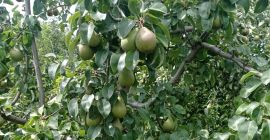 We have Plum to make. Mere. large quantities
