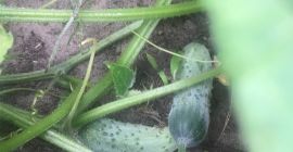 Polpo cetriolo di campo direttamente dalla piantagione Prezzo da