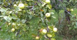 I will sell certified organic fruit for processing, from