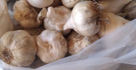Herbst Knoblauch