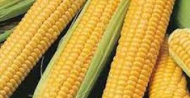 Mais giallo e mais bianco/mais per mangimi umani e