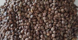 Lintea maro organică - de vânzare. Din agricultura ecologică