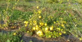 Fermierii din Letonia vând gutui japonez organic proaspăt și